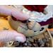 This shows a set of real acorns I collected from the forest. I use these to decorate the custom hat the Cora the gourd is wearing.